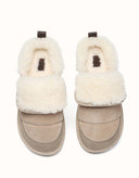 AUSTRALIAN SHEPHERD® Theia